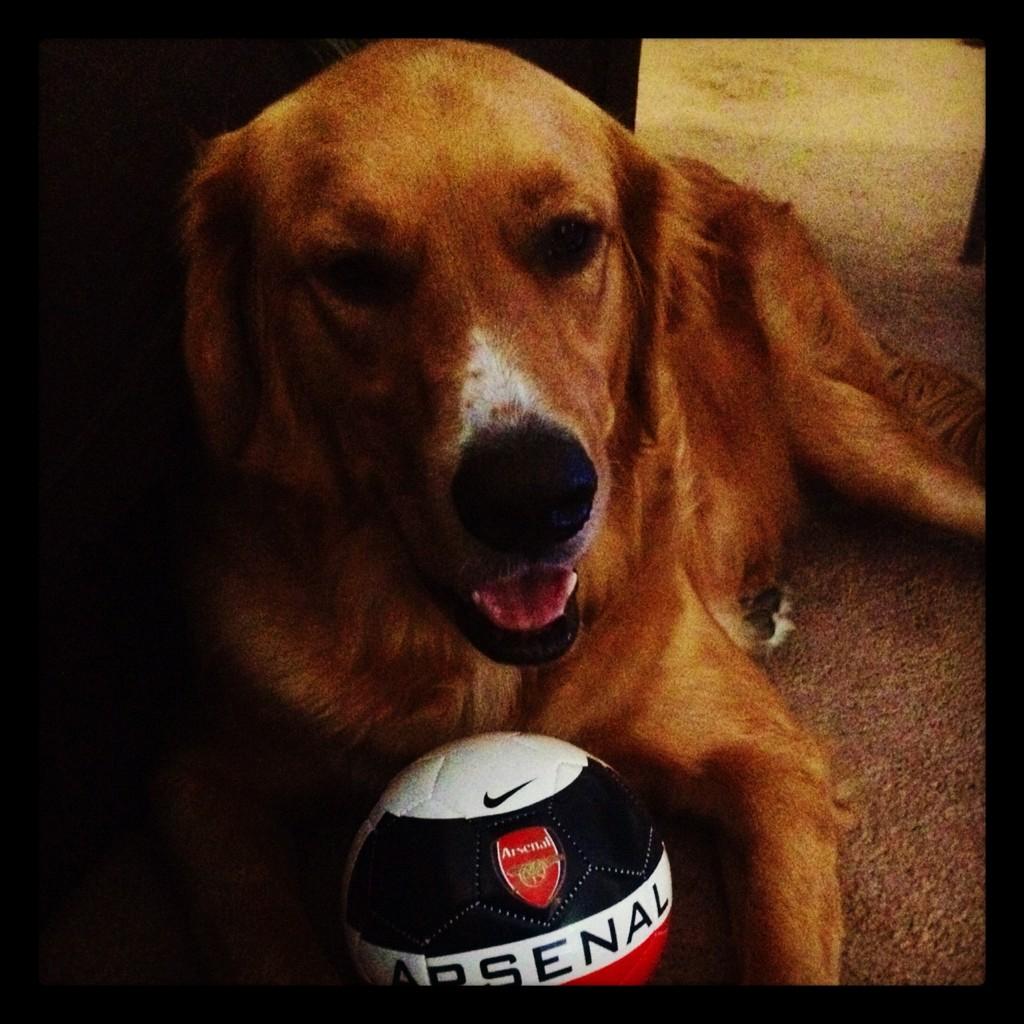 antrodol's tweet photo. @19Gems99 meet Rocky Rodol @ben_rodol http://t.co/y75kFAnp
