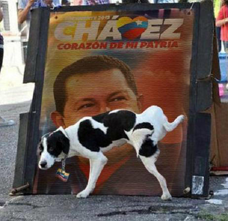 Ricardo_Ojeda's tweet image. #coyote alias @chavezcandanga en caida!!! Cuando las cosas val mal hasta el perro lo mea!!!   #VIVIP