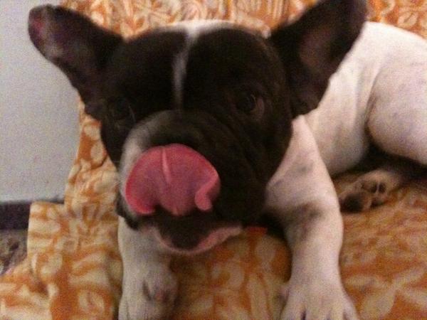 Georgia Meloni tweet media