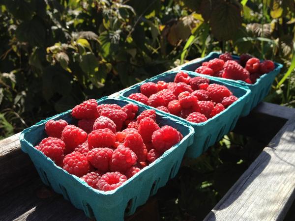 localfoodwisdom's tweet image. My haul @mickklugfarms&apos; patch o&apos; Jaclyns in Baroda, Mich, about 6 miles SW of the home farm. #raspberryfieldsforever