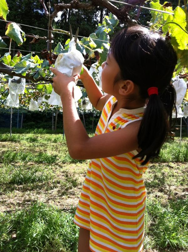 埋め込み画像への固定リンク