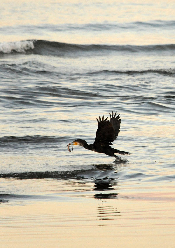 埋め込み画像への固定リンク
