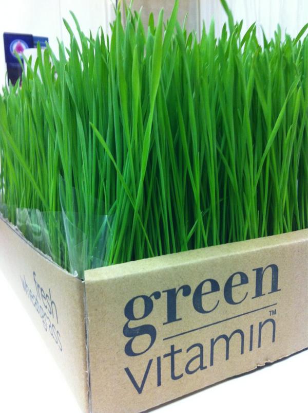 gannexplained's tweet photo. @InteLiving  Awesome wheatgrass, here's the pic:) http://t.co/y88muUzv