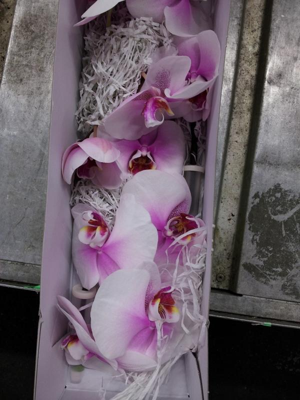 Today at the action: Phal. Blush! New and very nice!