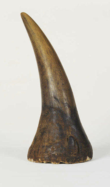 Selfheating's tweet image. 13kg Rhino Horn with a street value of £910 000 about R10 million was confiscated in Manila Philippine