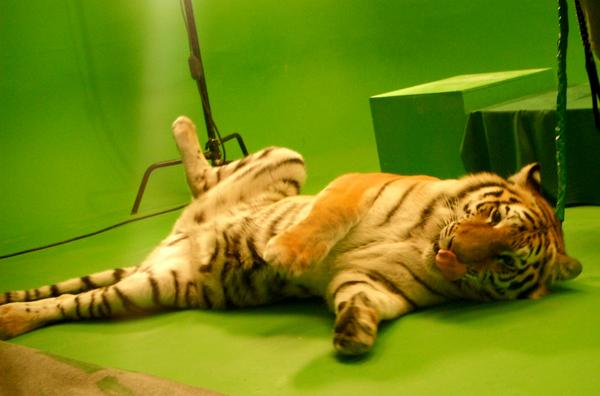 2mint_studio's tweet image. Тигрица нежится)