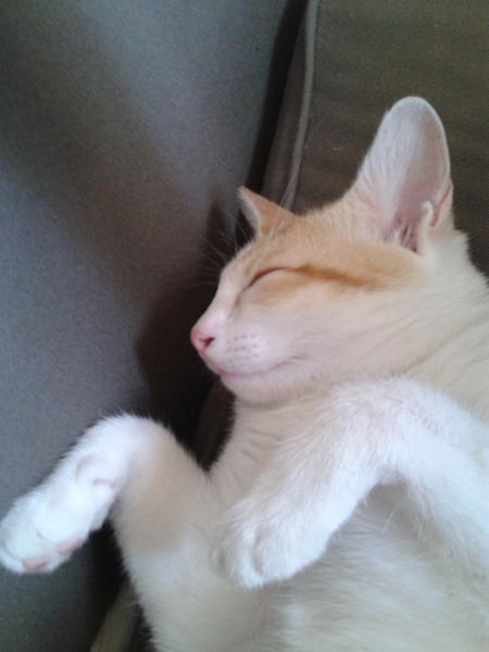 HowToBeACat tweet picture
