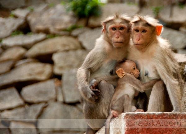 Kolar. Humane. Human.