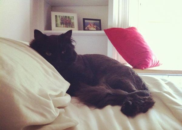 TheCatDwight's tweet photo. Exhausted. http://t.co/h2skxCUM