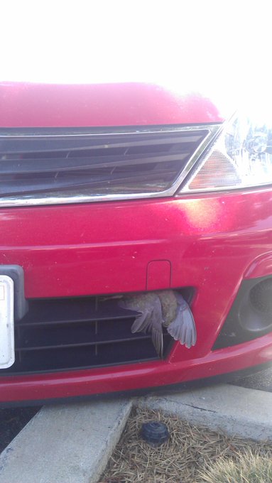 R.I.P. to the turtle dove I just killed... http://t.co/CNhqfRCw<a href="/tag/facial"class="tags"><span>#facial</span></a>