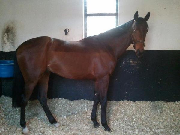 @Thwaitesy3081 here is another of him at stoutes