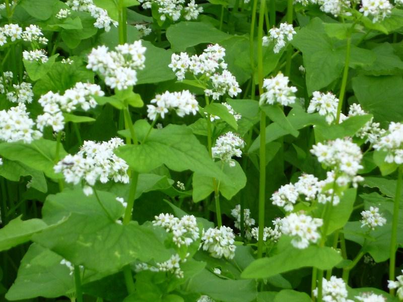 大潟村あきたこまち生産者協会 おはようございます 今朝の写真ですが 何の花かお分かりでしょうか 正解は ソバの花 です お米で有名な秋田ですが 実はソバの栽培も盛んで この季節はソバの花もよく見かけます 新米に新蕎麦 これからの食欲の秋が