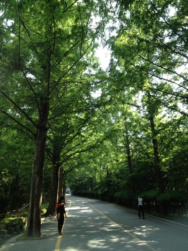 Jeong52's tweet photo. @yesgumi금오산호텔 가는길 메타콰이어 숲길 http://t.co/615LC4F9