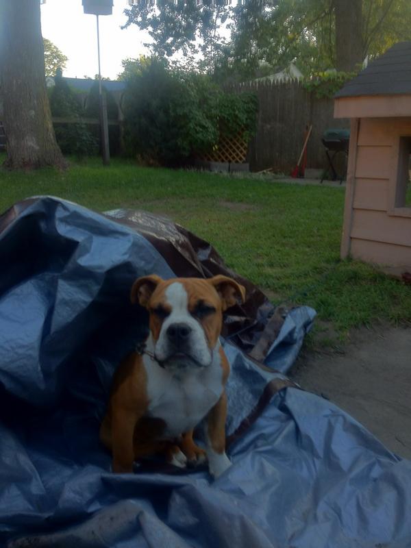 GeorgeDetroit's tweet photo. Wht a handsome dog!! http://t.co/wHqhzmkc