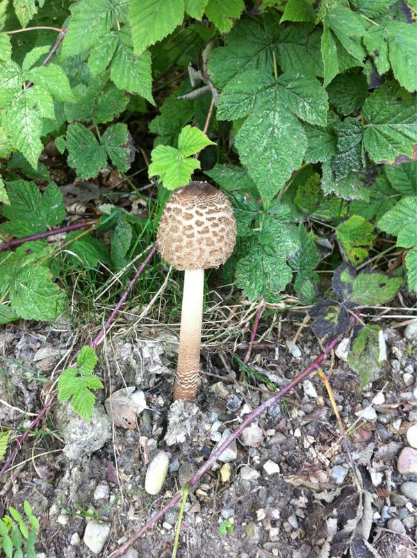manc100's tweet photo. #pilzsuche: das app sagt mir bei diesem pilz: NICHT ESSEN...(??!) http://t.co/mGybtM30