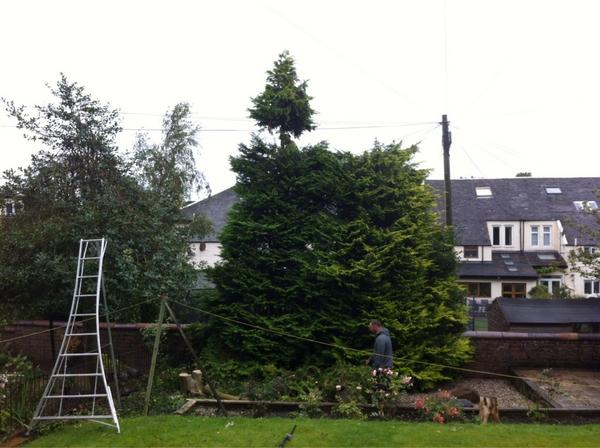TechTrees's tweet image. Topping out small conifers