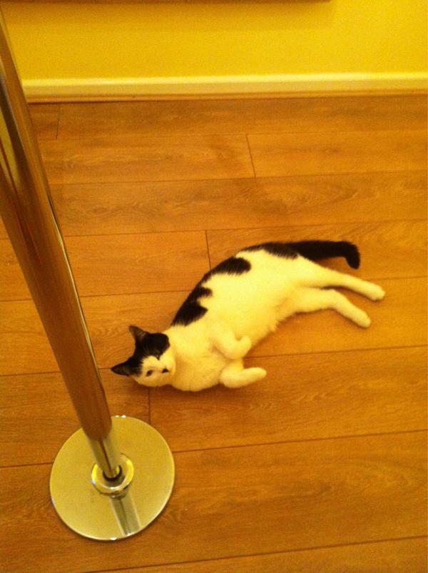 amybailey1988's tweet photo. Oh sorry am I i your way? #poledancingcat http://t.co/Otjk103i