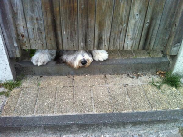 mschenning's tweet image. Kom je op weg naar de #stembus @mauricedehond tegen. Altijd nieuwsgierig.