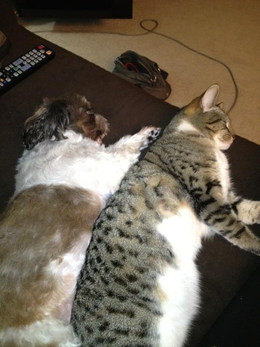 My babies.. http://t.co/ciluYztA