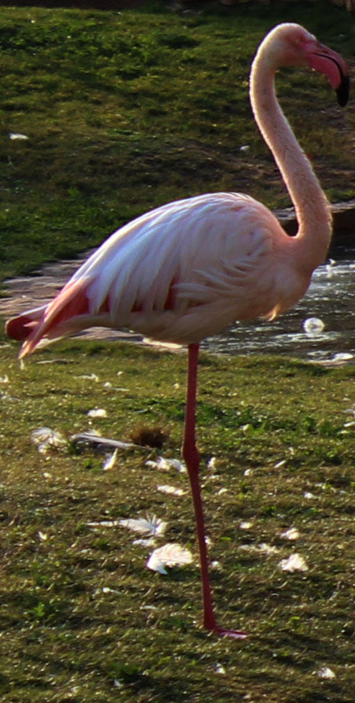almalki_3ziz's tweet photo. @tswir @ReTweeTNy @retweet4ya @retwetalsoar @t9mem_t9wer @Tfdak_Alro7 @UaE_PicTures @iPicasa @photoarab @PhotRt 
ارائكم http://t.co/HcuAgg8d