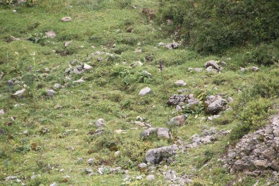 Suchbild: was für ein Tier haben wir da beim Wanderurlaub getroffen?