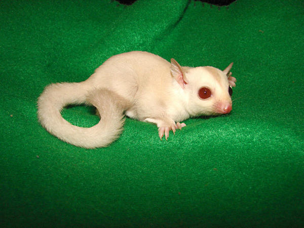 cremeino sugar glider