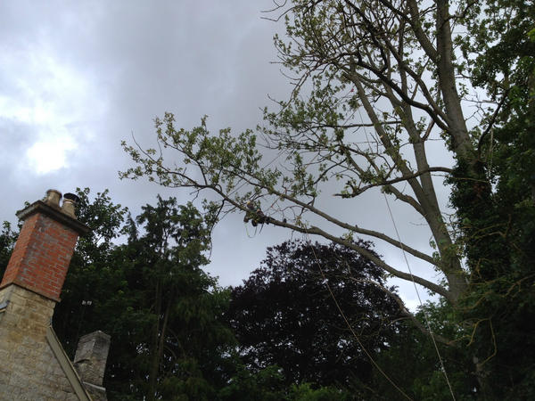 Today's job included removing some very large branches precariously overhanging a house!