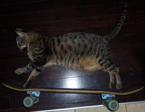 kimowills's tweet image. doctor smith on skateboard! #doctorsmith #catonskateboard #mybutt