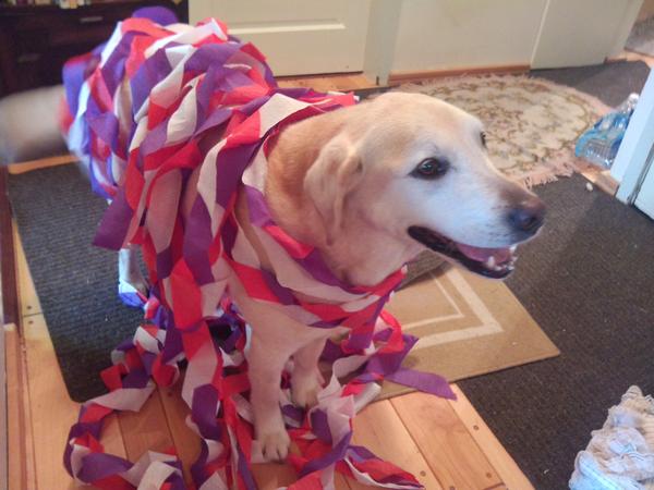 jess_snow's tweet photo. Party dog http://t.co/quYSccaK