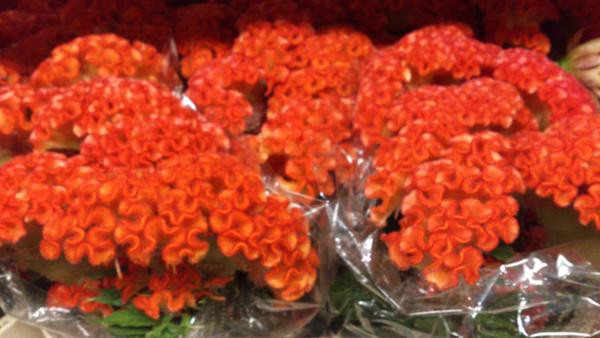 New....! Celosia extreem Orange. Check out our web-shop for prices