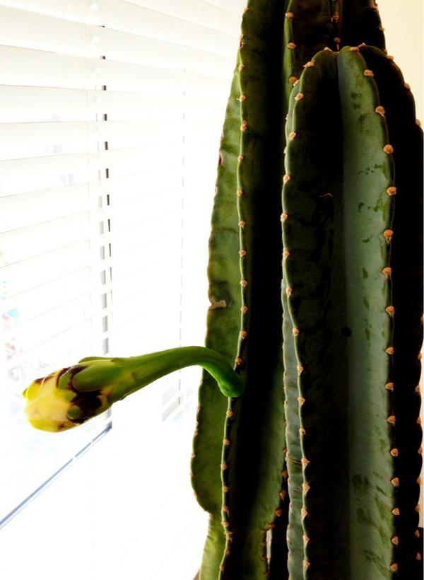 HIDEO_KOJIMA_EN's tweet photo. Ah, flower of cactus.  http://t.co/wP2mrNf5