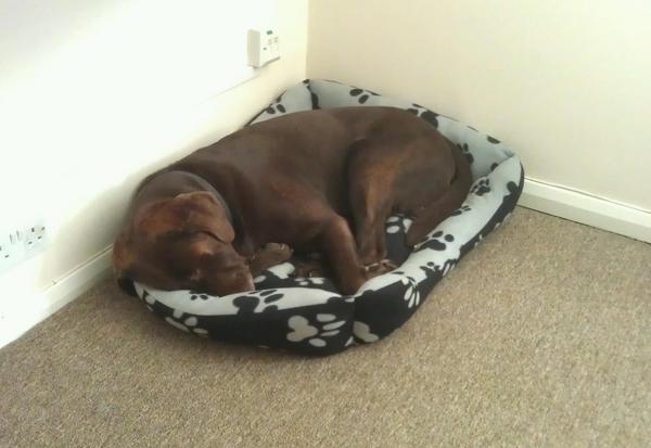 MontysBark's tweet photo. @WoodysBark  gets the window desk, and I get stuck in the corner. #notfair http://t.co/bfzlH4rT