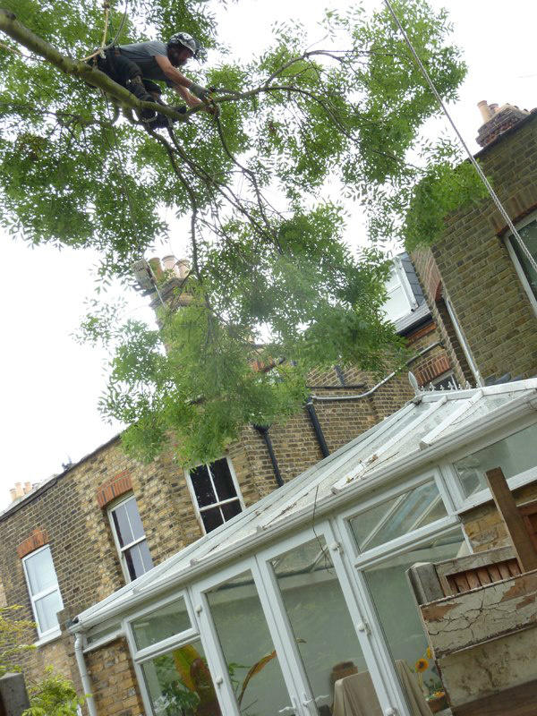 Yikes - be careful boys don't drop any branches, there's a conservatory below you!