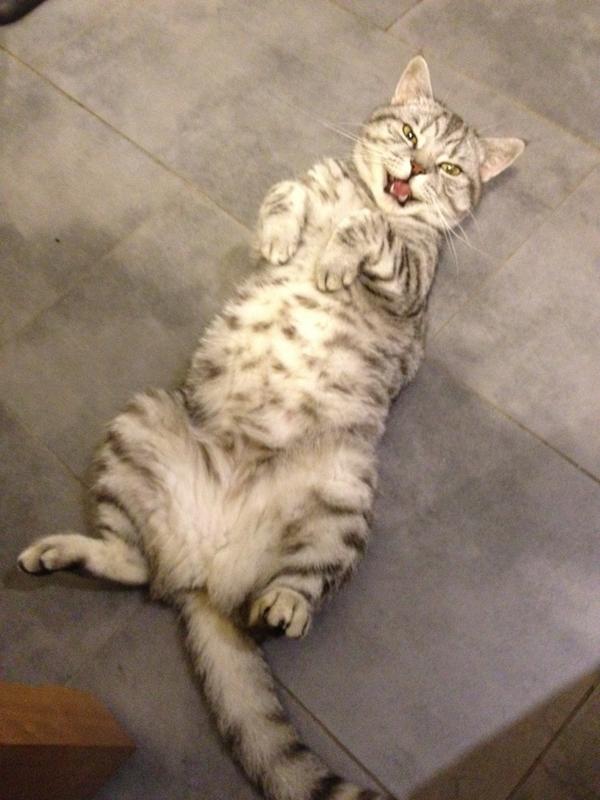 missella's tweet photo. Is oh SO lady like. Mmhmmrrrrr... http://t.co/p2sPxFyA
