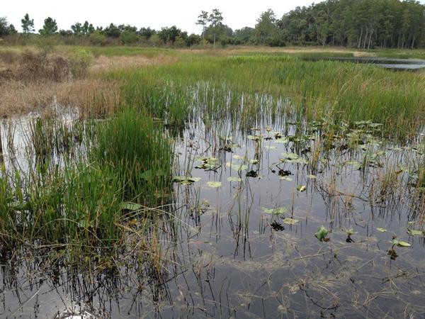 EcotoneEnv's tweet photo. A beautiful wetland at Ave Maria. Out downloading monitoring well data. http://t.co/AtTMIZWD