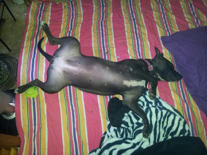 Star's favorite way to sleep... http://t.co/x6IOiJb3