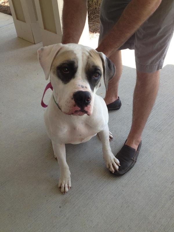 LongleafPines2's tweet photo. We love our mascot #Malcolm!! #sweetestpuppy #propertymascot http://t.co/ykl3GmdM