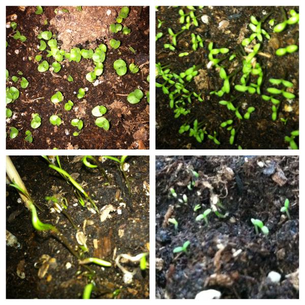 LeaLexisXXX's tweet photo. New organic herbs are out! I am goin to put them under red/blue led's also. #hightechgardening #glowtech yeeeeeeey http://t.co/RIDyvMIB