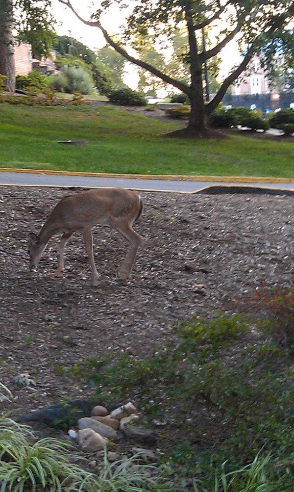 JennSolt's tweet image. Only on the beautiful #GWU Mount Vernon Campus! Note soccer field and West Hall in the background.