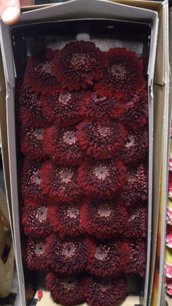 New germini black pearl