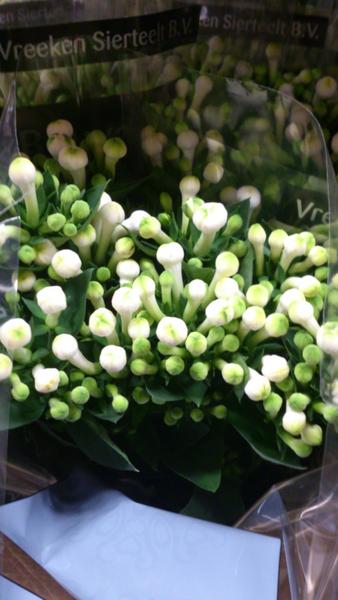 Prices of the white bouvardia getting normal again....... Check out the web-shop @ jvanvliet.com