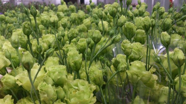 New...!!!!! Eustoma rosanne green. Now avalible @ j van vliet