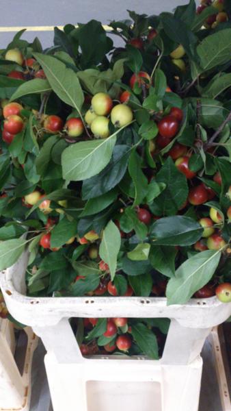 Good introdution for the malus red sentimentel. Top quality!!!