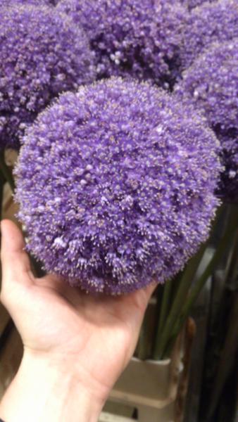 Allium giganteum 120 cm still vertaald nice. Size 20 cm!!!!!! Extreem