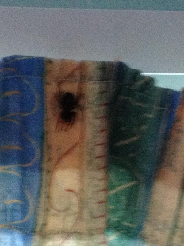 LivSexton's tweet image. I nearly died #spacattack