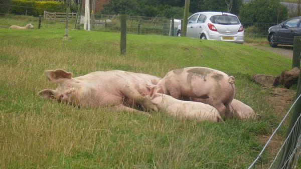 Conundrum Farm tweet media