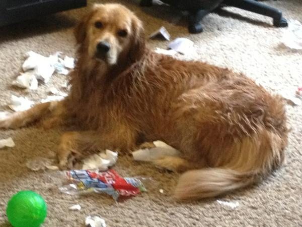 LeesaR32836's tweet photo. Bad dog. http://t.co/F0c23xtZ