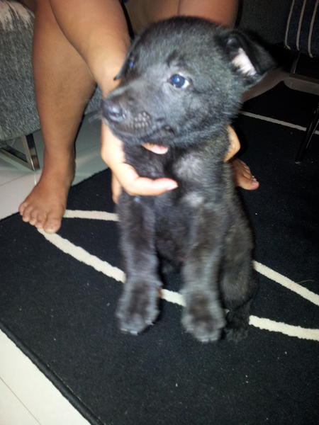 rainaps1's tweet image. Meet our new toy Wolfie!