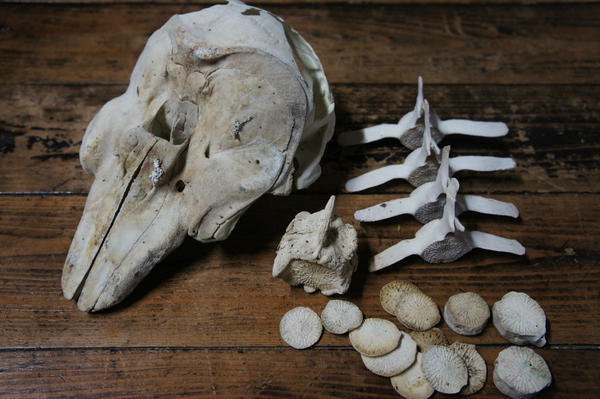 昼間拾ったスナメリの骨。公開したからには所持の届け出をするべき