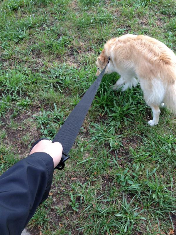Yet another use for the Ultimate Bucket: dog leash. Get our new 6 gallon UB at the 5 gallon price for a limited time!
